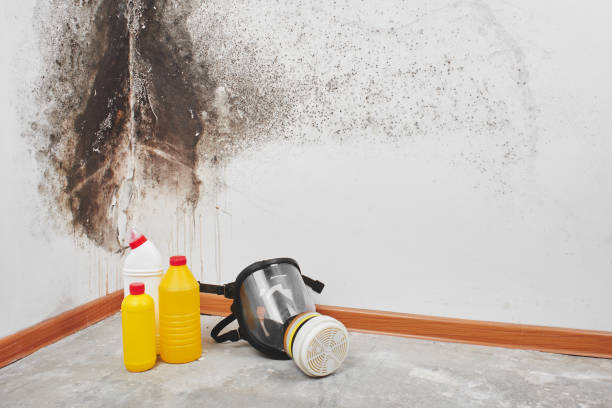 Attic Mold Removal in Bloomingdale, NJ