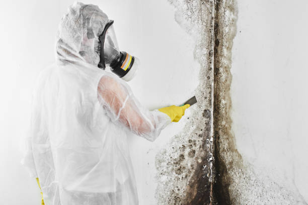 Best Home Mold Removal  in Bloomingdale, NJ
