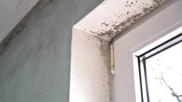 Best Same-Day Mold Removal  in Bloomingdale, NJ