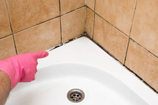 Best Attic Mold Removal  in Bloomingdale, NJ
