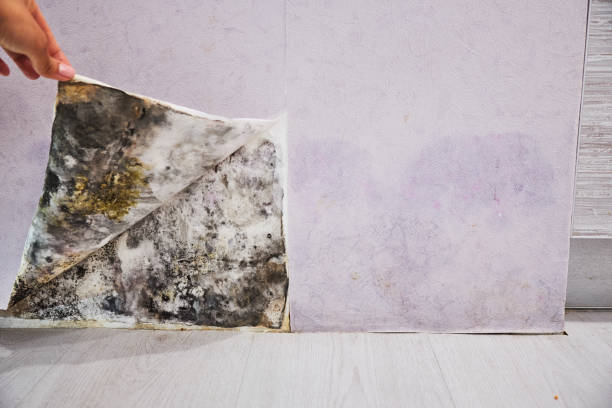 Best Certified Mold Removal  in Bloomingdale, NJ